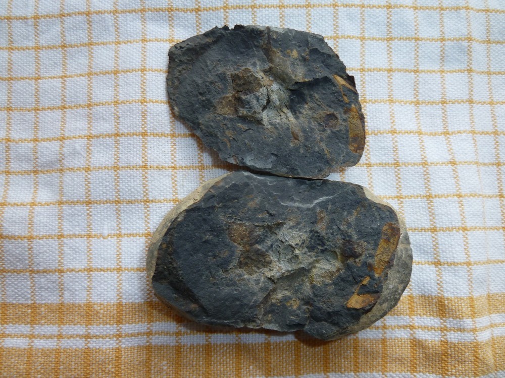 Fossile Nodule Ordovicien Angers  (1).JPG