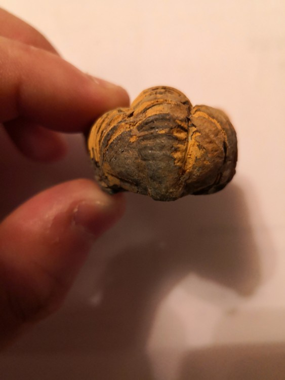 trilobite Calymène (Maroc) ordovicien (488-443MA) (4).jpg