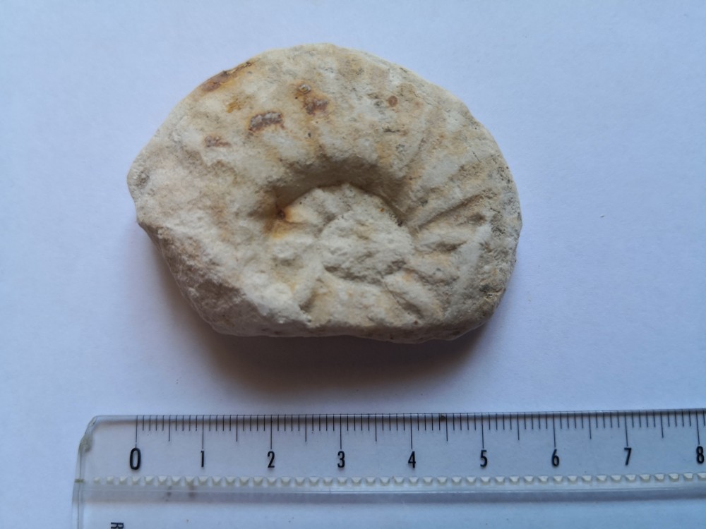 ammonite (1).jpg