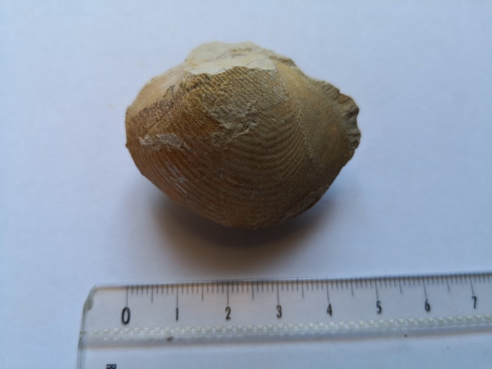 bivalve (45).jpg