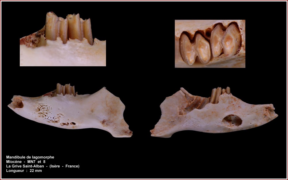 pl_mandibule_lagomorphe_jouy1.jpg