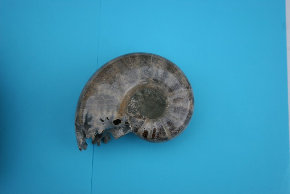 AMMONITES MADAGASCAR 007.JPG