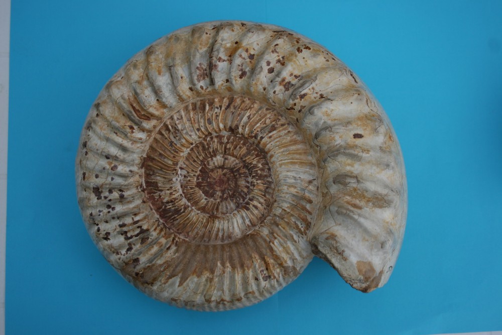 AMMONITES MADAGASCAR 003.JPG