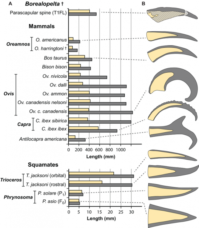 800px-Keratinous_sheaths_of_Borealopelta_and_analogues.png