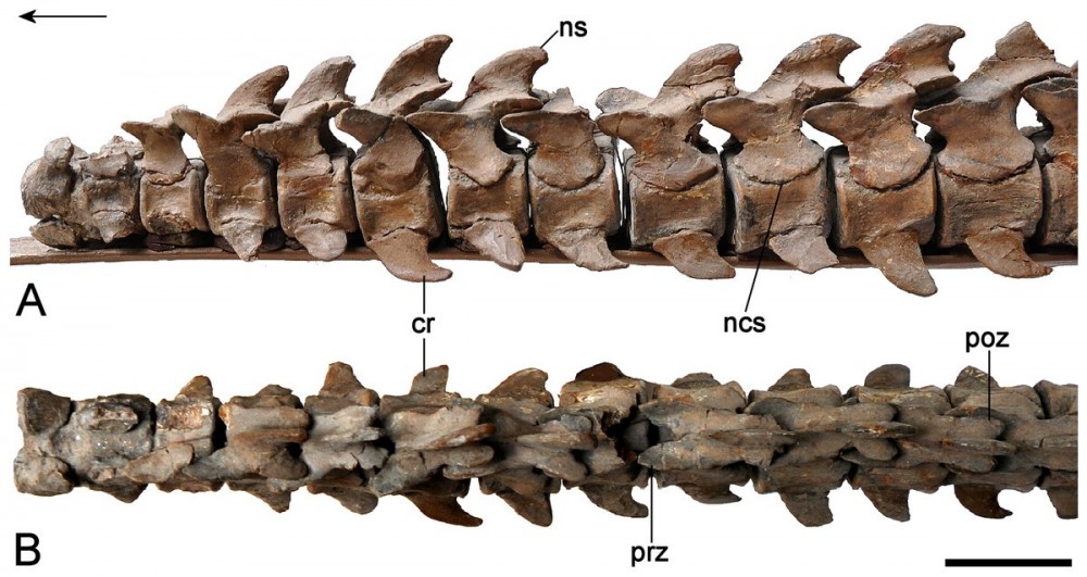 Brancasaurus-15.jpg