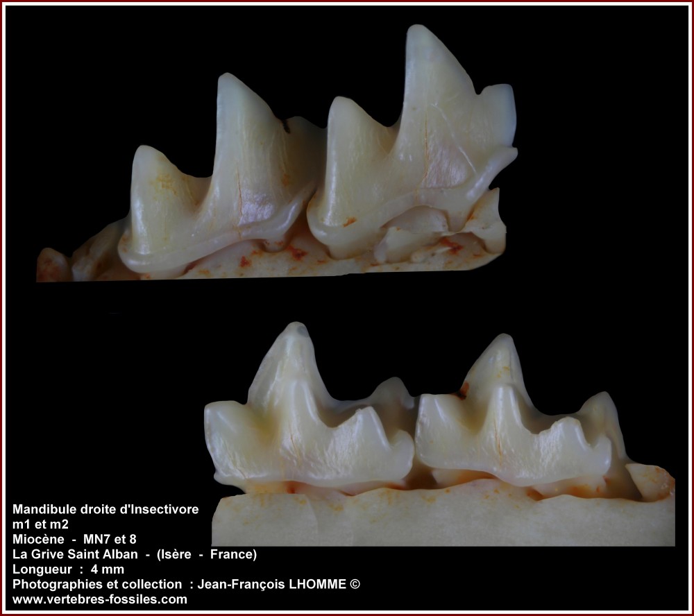 pl_mandibule_insectrivore_lgsa.jpg