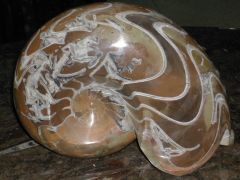 ammonite et goniatite