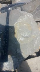 Le fossile brut sur site