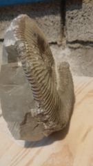 Ammonite en cours de dégagement