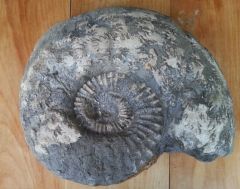 Ammonite - 30cm